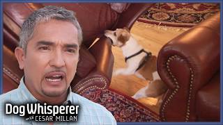 Territorial Jack Russell Obsesses Over Armchair  S4 Ep 4  Dog Whisperer With Cesar Millan [upl. by Bezanson]