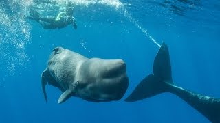 Remarkable Footage Of Sperm Whale Giving Birth [upl. by Atahs]