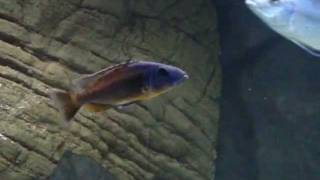 Tyrannochromis nigriventer southern [upl. by Selhorst]