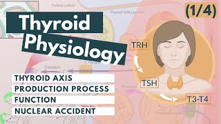 Thyroid Hormone Synthesis  Visual Explanation [upl. by Atinaej]