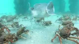 Stingrays feeding on Spider Crabs [upl. by Amias]