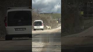 He Looked For His Owner Among Passing Cars On Street Waiting For Them To Come Back [upl. by Oiredised]