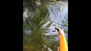 whopper plopper crushed by a creek smallie [upl. by Mcmahon]