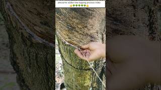 Best rubber tapping process video  ep29 🌳👌 rubber trending amazing cuttingskils [upl. by Elladine598]