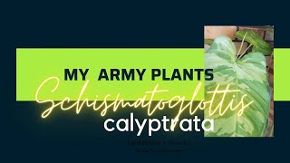 MY ARMY PLANTS  SCHISMATOGLOTTIS CALYPTRATA [upl. by Endaira]