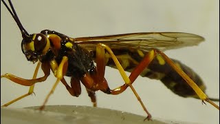 Parasitoid Megarhyssa Develops on Larvae of Horntail Wasps Kyiv Ukraine 19062022 Ovipositor [upl. by Buxton]