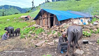 Simple the Best Nepali Mountain Village Life  Nepal  Making Ghee in the Village  Organic Food [upl. by Moffat]