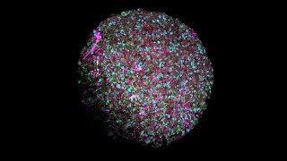 Organoid intelligence a new biocomputing frontier  Frontiers in Science [upl. by Anifled]