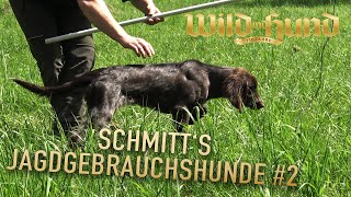 Vorstehen von AZ  Schmitts Jagdgebrauchshunde  Folge 2 [upl. by Liana]