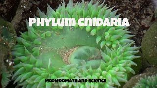 Phylum CnidariaCharacteristics and Examples [upl. by Gherardi871]