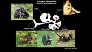 23 Le processus de lévolution biologique  Sélection naturelle de Darwin à la génomique évolutive [upl. by Purdy]