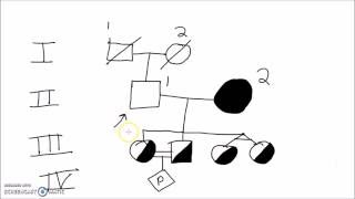 Genetics  How to Draw a Pedigree Family Tree [upl. by Zulch]