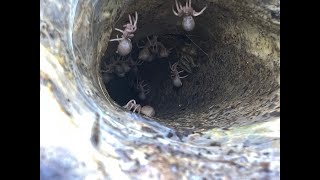 Ephebopus murinus Skeleton Leg Tarantular slings removal [upl. by Madeline928]