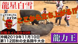 龍星白雪 VS 龍力王 【沖縄闘牛】2019年11月10日 『第112回秋の全島闘牛大会』 [upl. by Eldwin]