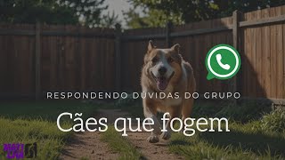 Como lidar com cães que fogem [upl. by Arimay]