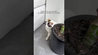 Esto fue lo que realmente pasó en mi departamento 🥺 viralvideo miedo cat [upl. by Grishilde327]