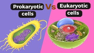 Difference Between Prokaryotic Cell and Eukaryotic Cell Basic to advanced level [upl. by Innes4]