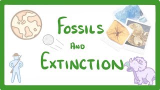 GCSE Biology  What Are Fossils What Fossils Tell Us About Extinct Species 78 [upl. by Litnahs]