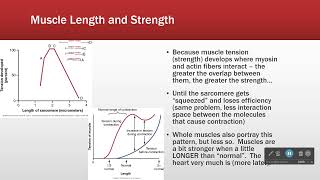 Muscle Length and Strength [upl. by Puttergill]