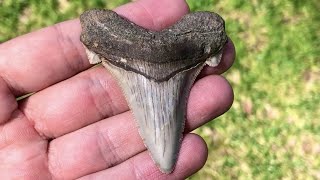 PERFECT ANGUSTIDENS  Sifting for Fossil Shark Teeth [upl. by Jammie]