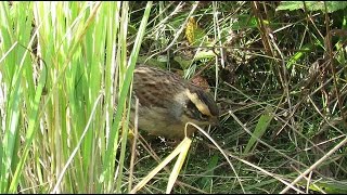 Siberian Accentor  Prunella montanella  Bergheggenmus  Maasvlakte  Netherlands  21102016 [upl. by Garson343]