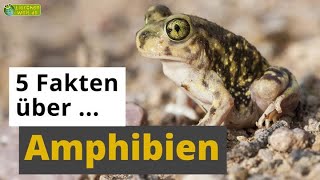 5 Fakten über Amphibien Frosch Salamander Axolotl amp Co  TierDoku für Kinder [upl. by Almond860]