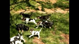 Fox Terrier Puppies For Sale [upl. by Jayne111]