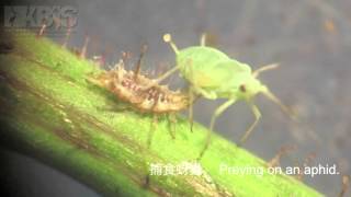 蚜獅（草蛉幼蟲） Lacewing larva Family Chrysopidae [upl. by Ludly746]