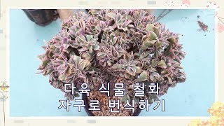 다육 식물 철화 자구로 번식하기 Succulent Plant cristata [upl. by Barabas]