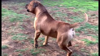 Boerboel Posture Changes From Relaxed to Alert boerboel doglover trending [upl. by Fujio481]