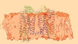 Molecular Dynamics of the visual Rhodopsin [upl. by Aisauqal667]