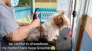 Matted Dog Hair Removal  Unconditional Love of Grooming Shih Tzu  ShoutOut [upl. by Lamej]