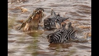 Crocodile attacking zebra during a crossing on Mara river [upl. by Alvarez]