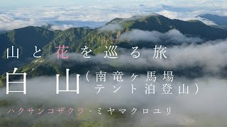 【登山】白山（南竜ヶ馬場テント泊）高山植物が咲き乱れる白山に登りました（ハクサンコザクラ・ミヤマクロユリ） [upl. by Ulund]