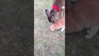 Deer licks cat [upl. by Nadeau]