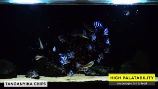 Special food for cichlids from Lake Tanganyika  TROPICAL TANGANYIKA CHIPS [upl. by Attenod701]