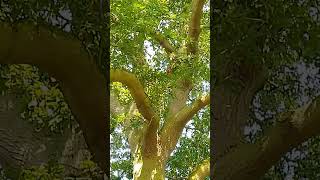 beautiful sweet chestnut tree unripe fruit Norfolk UK wild nature countryside outdoors [upl. by Kolk885]