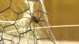 Spiders mainly harmless ones invade UK [upl. by Chantalle]