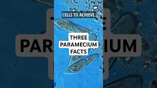 3 Facts about Paramecium science microscopic pondwater [upl. by Nytsud]