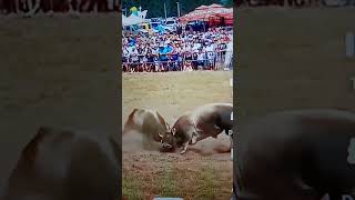 সারের লড়াই Ox fight [upl. by Emmett]