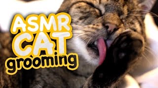 ASMR Cat  Grooming 45 [upl. by Ellekram]