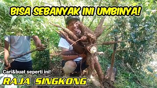 Cara nanam singkong agar umbi banyak [upl. by Hortensia]