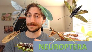 Neuroptera Netwinged Insects  Order Spotlight [upl. by Ko]