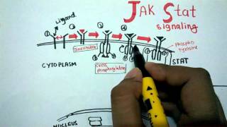 JAK STAT signaling [upl. by Boru]