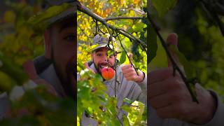 THE EASIEST TOFFEE APPLE 🍎😍🎃🎆 asmrfood toffeeapple easyrecipe halloweenrecipe shortsvideo [upl. by Marlow620]