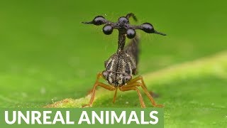 Bizarre rainforest insect resembles a helicopter [upl. by Shaper]