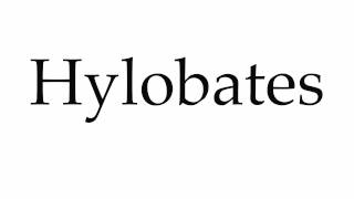 How to Pronounce Hylobates [upl. by Magner]