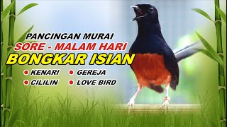 🔴 LIVE 102  pancingan SORE  MALAM HARI 100 bikin MURAI BATU GACOR bongkar isian Cililin gacor [upl. by Danell]