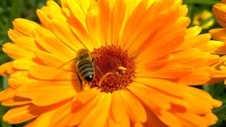 A HONEY BEE VISITING A FLOWER  AMAZING DETAILS [upl. by Reinold]