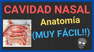 ANATOMÍA DE LA CAVIDAD NASAL 👃explicación fácil y rápida [upl. by Dyun]